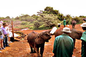  Elefant-Sanctury Nairobi Nationalpark Navi mieten Discount24
